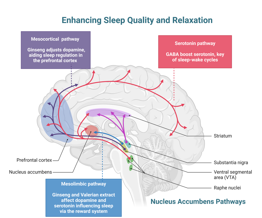 The Science Behind the KOZA SLEEP PATCH